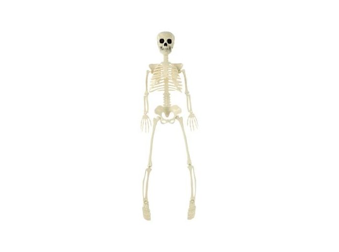 Posable Skeleton