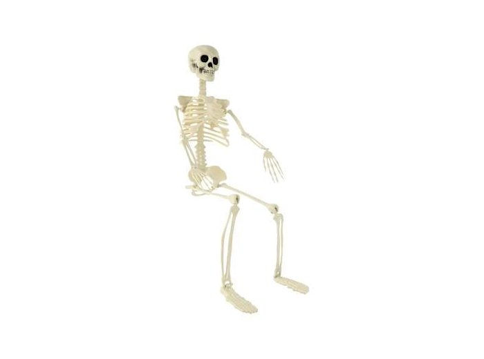 Posable Skeleton