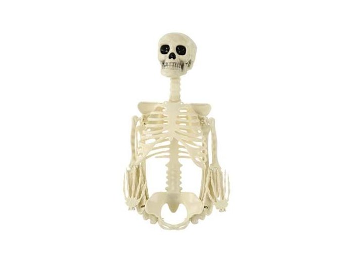Posable Skeleton