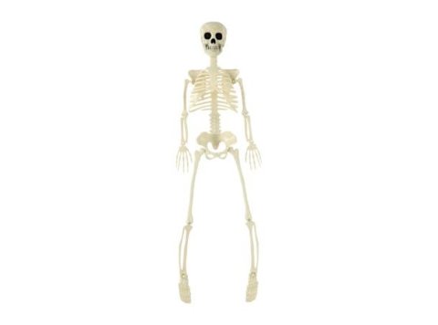 Posable Skeleton