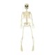 Posable Skeleton