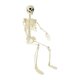 Posable Skeleton