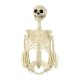 Posable Skeleton